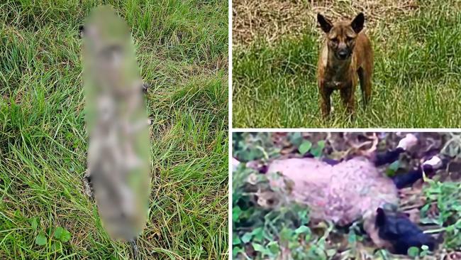 Wild dogs have left numerous carcasses strews across Gold Coast properties.