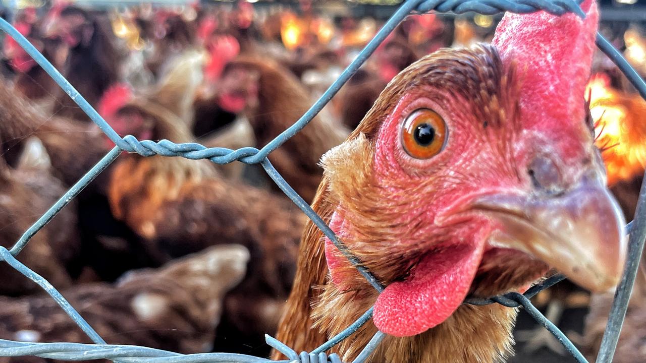 Bird flu strain found at Vic farm