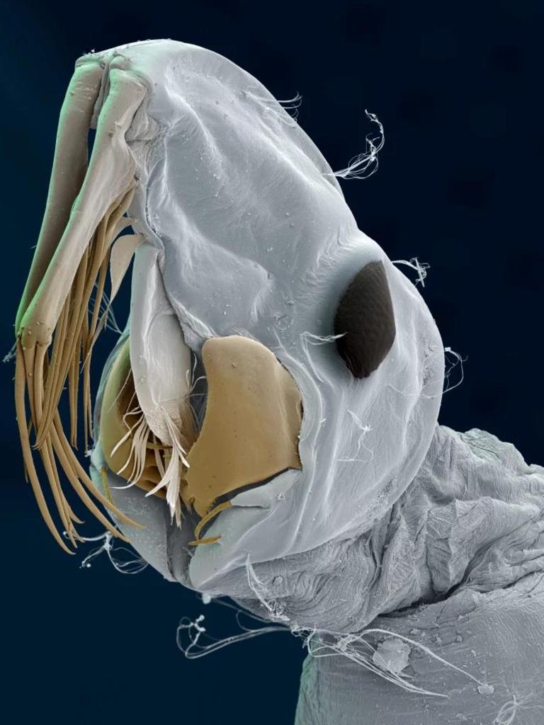 Phantom midge larvae live in deep water. Picture: Eye of Science/Science Photo Library