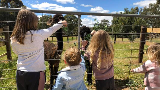 Happier times: Kids at Callington Family Day Care feeding Sid and Jasper (the sole survivor). Picture: Callington Childcare Centre