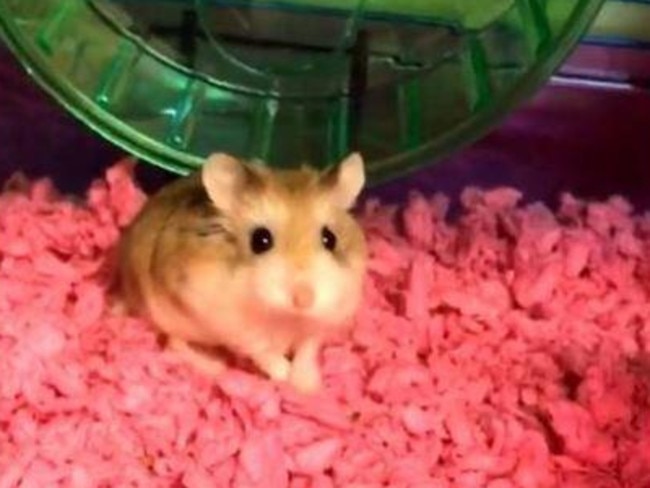 Pebbles, a dwarf hamster, was Ms Aldecosea’s emotional support animal. Picture: Belen Aldecosea