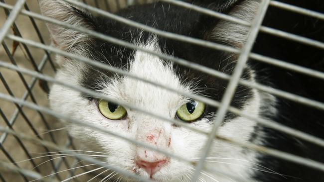 The Feral cat Christian Smits caught in his back yard. Christian says there is an explosion in the feral cat population along the old goods rail lina=e at Tempe which is now filtering into the suburb. Picture: John Appleyard