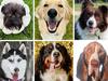 Listed: South Aussie dogs to watch on Instagram