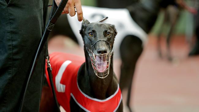 Greyhound Swooping Yelp before Race 1 at Greyhound Racing NSW's meeting on Tuesday night.