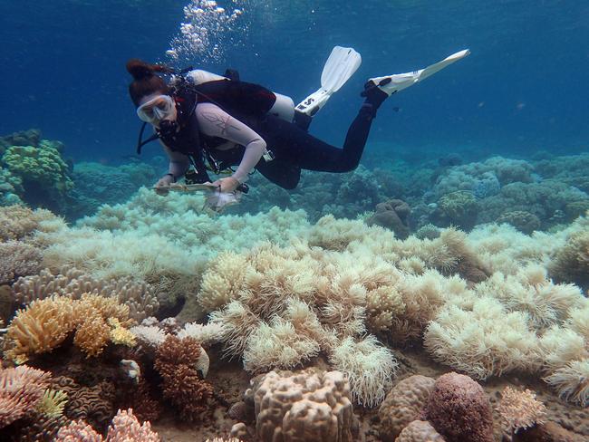 A diver examines bleaching on a coral reef on Orpheus Island. Picture: Greg Torda/AFP