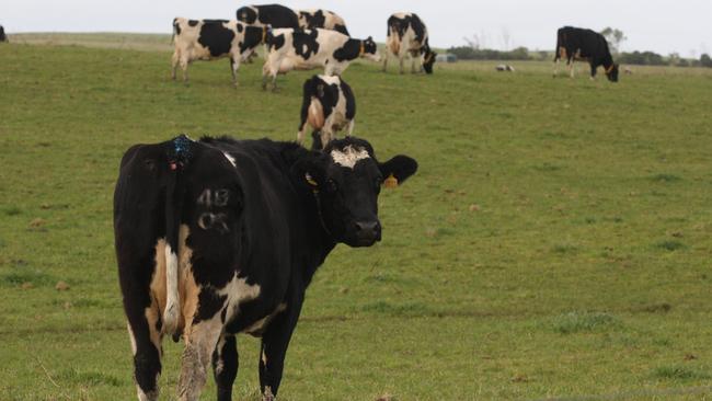 Kurleah dairy property at Allendale East, South Australia., is one of SA’s largest milk producers.