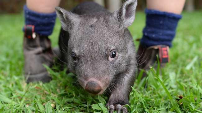 CUTE: Elle the common wombat joey is entertaining guests at Australia Zoo. Picture: Ben Beaden