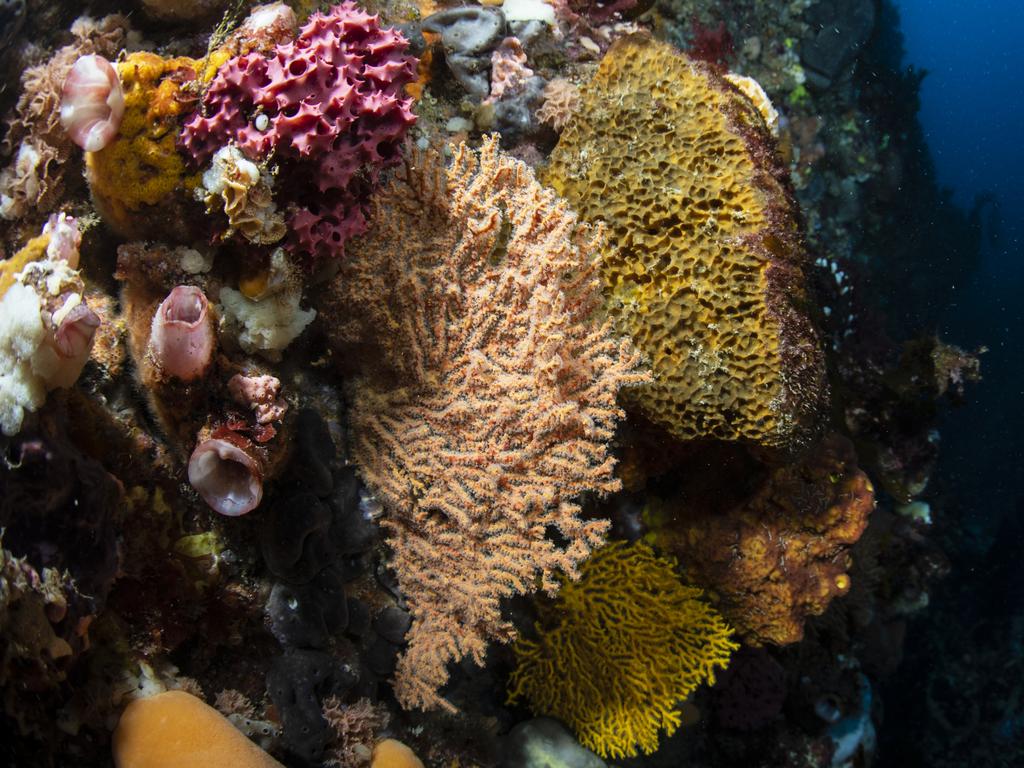 Filter feeding Gorgonian Fans and Sponges at Kangaroo Island. Picture: Richard Robinson / Greenpeace