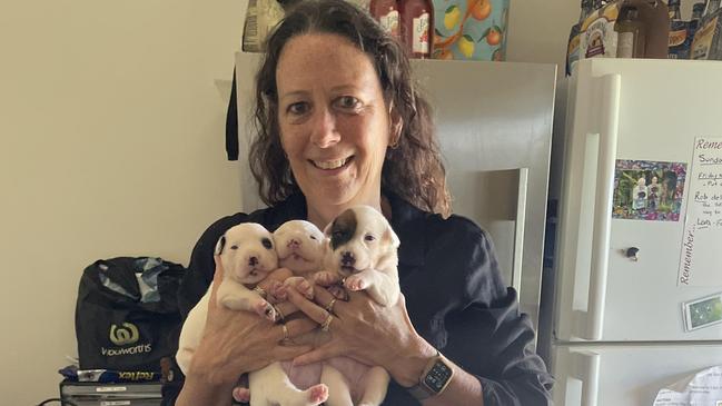 Holding three of the seven puppies form the litter of seven and the mum rescued by Paula McKinlay in Burketown. Picture: Supplied