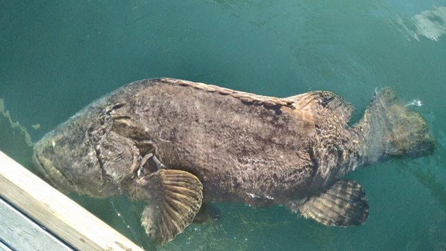 A Queensland grouper weighing 120kgs and thought to be more than 40-years-old lines up for a feed at the Cook's landing Kiosk in Cooktown.