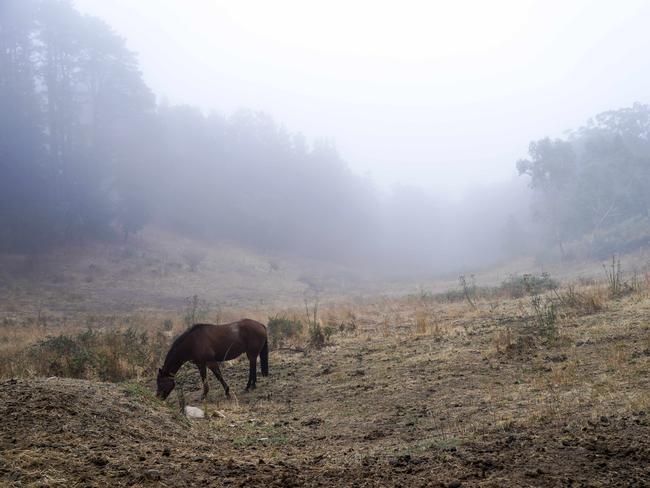 A horse in a foggy paddock at Ashton Hills on Wednesday. Picture: Mike Burton/AAP