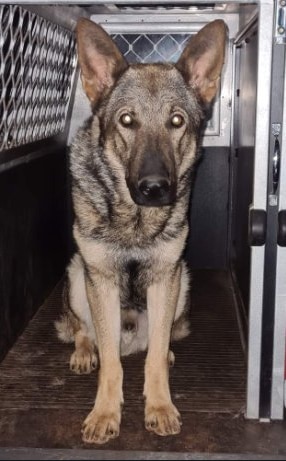 Police dog Turbo was by Monday afternoon out of surgery and recovering well. Picture: Queensland Police Service