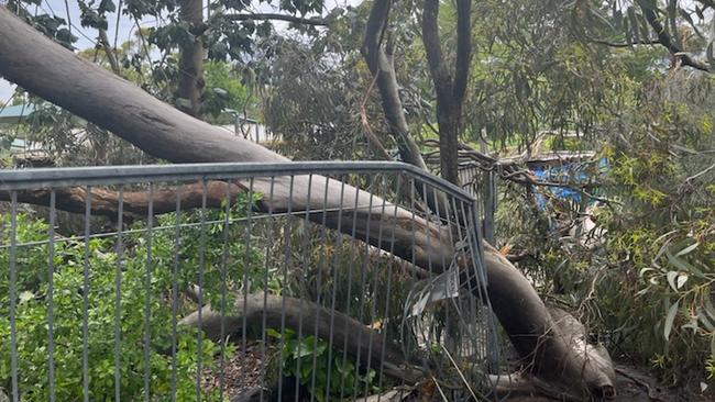 A tree fell on a fence at Blackwood Kindergarten during the storm. Picture: Nathan Davies