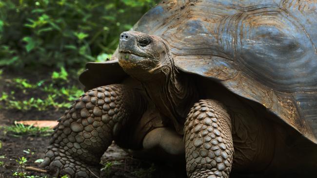 The unofficial mascot of the Galapagos Islands, the Giant Tortoise, can live anywhere between 80-120 years. Picture: istock