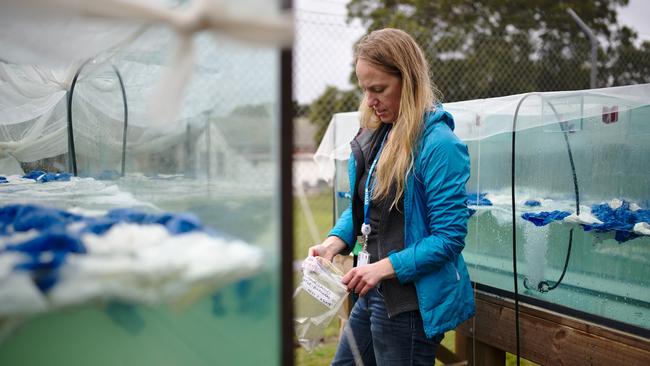 IMAS researcher Dr Morgan Gilmour. Picture: Jesse Benjamin/Supplied