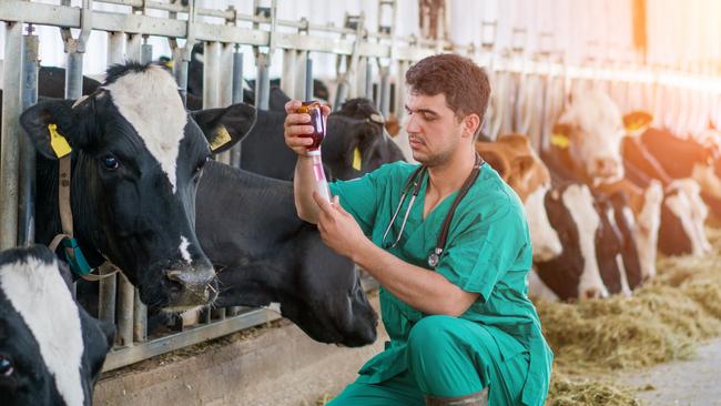 Veterinarians made the cut on the list of Australia’s top jobs.