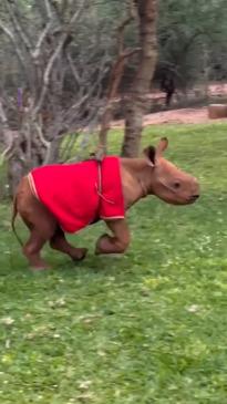 Baby rhino gets the 'zoomies' 