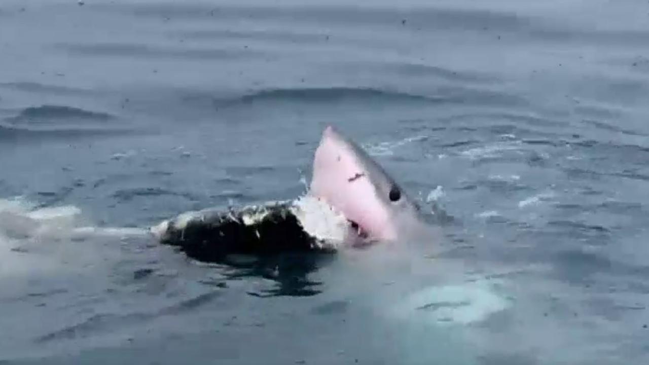 A shark enjoys a tasty afternoon snack about 800m out from shore at September Beach in Lincoln National Park. Picture: Supplied