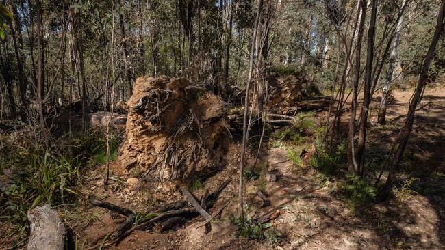 The dense bushland where the remains of Ms Clay and Mr Hill were found. Picture: Jason Edwards