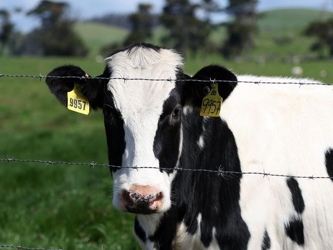 PETALUMA, CALIFORNIA - APRIL 26: A cow grazes in a field at a dairy farm on April 26, 2024 in Petaluma, California. The U.S. Department of Agriculture is ordering dairy producers to test cows that produce milk for infections from highly pathogenic avian influenza (HPAI H5N1) before the animals are transported to a different state following the discovery of the virus in samples of pasteurized milk taken by the Food and Drug Administration.   Justin Sullivan/Getty Images/AFP (Photo by JUSTIN SULLIVAN / GETTY IMAGES NORTH AMERICA / Getty Images via AFP)