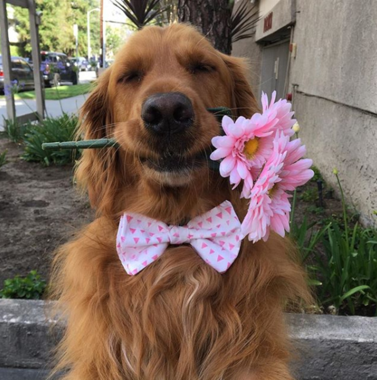 Riley the golden retriever hot sale