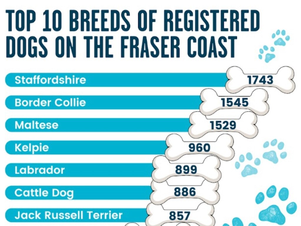 The Fraser Coast Regional Council’s 2023/24 dog registration statistics have revealed there are 1743 staffordshire terriers on the Fraser Coast making them the region’s most popular breed.