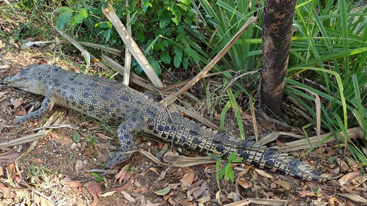 Dundee: Mystery surrounds dead 2.5m saltwater crocodile, rangers ...