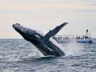 Each year, up to 35,000 whales pass through the region during their journey from Antarctica to the warmer waters. Picture: Supplied.