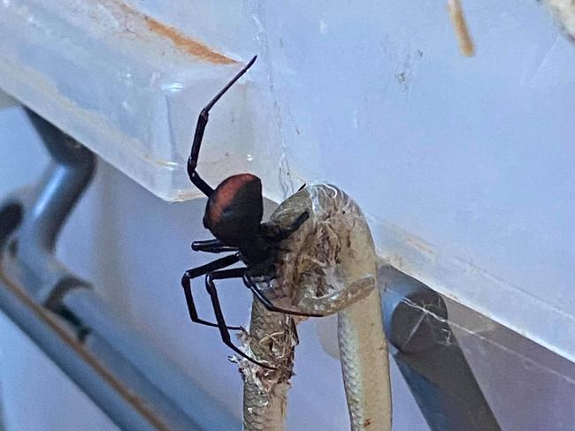 Redback Spider vs Snake on a property 3 hours NW of pt Augusta. Picture Katrina Morris - 86481881,