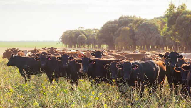 Beef producer AACo has swung back to profit.