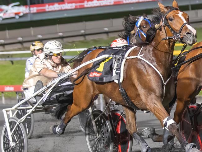 Trainer-driver Chris Lang in action with Ollivici. Picture: Dan Costello