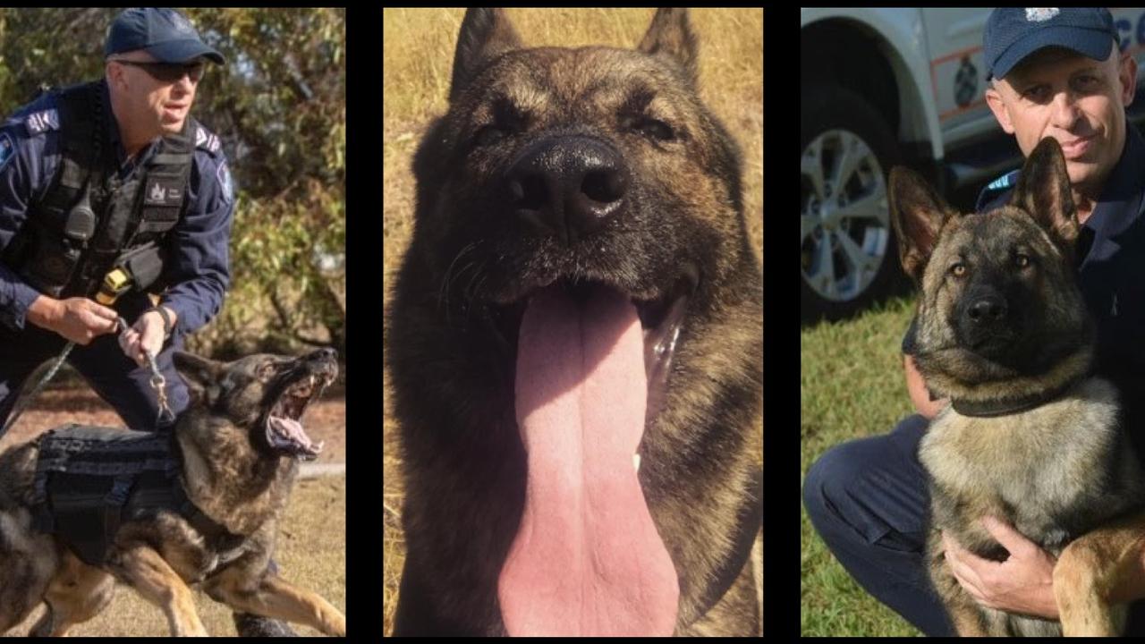 Keizer PD K9 Bruno, 5, dies from bacterial infection