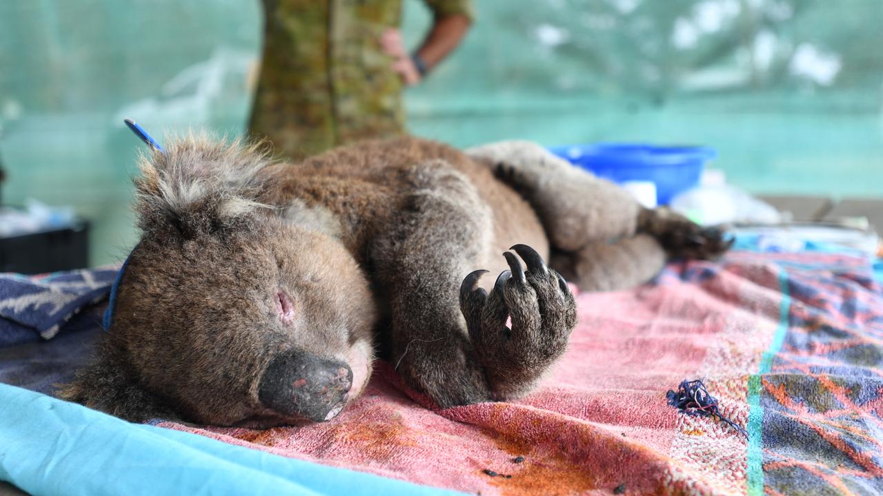 Vets and volunteers treat Koalas at Kangaroo Island Wildlife Park, on Kangaroo Island. Picture: AAP Image/David Mariuz