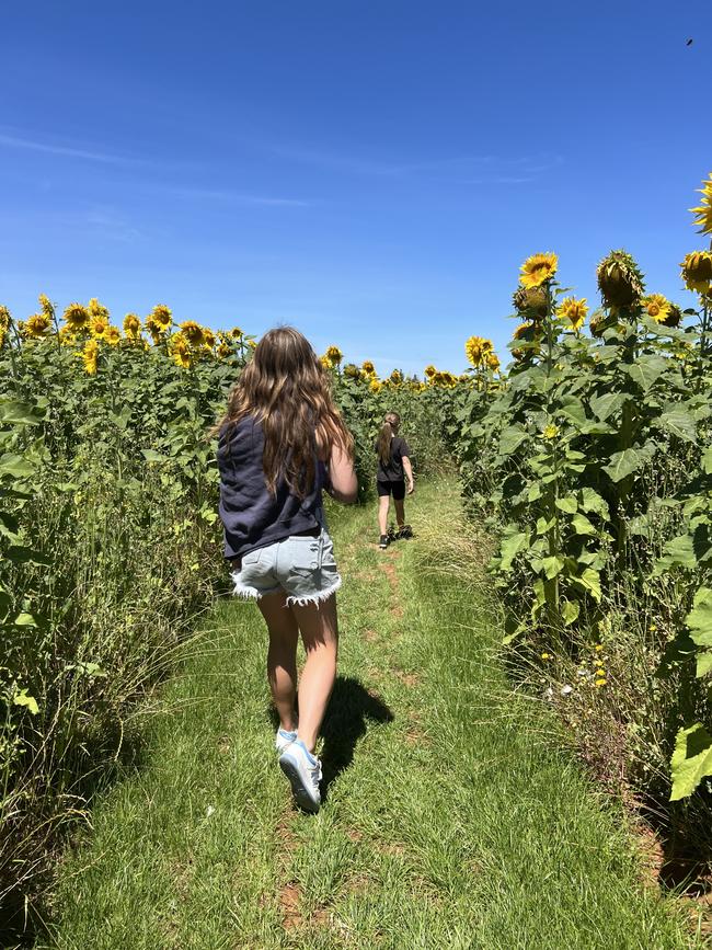 Me and my little sister walking through a sunflower patch in Mildura. Picture: Sapphire Dodds, Mildura.