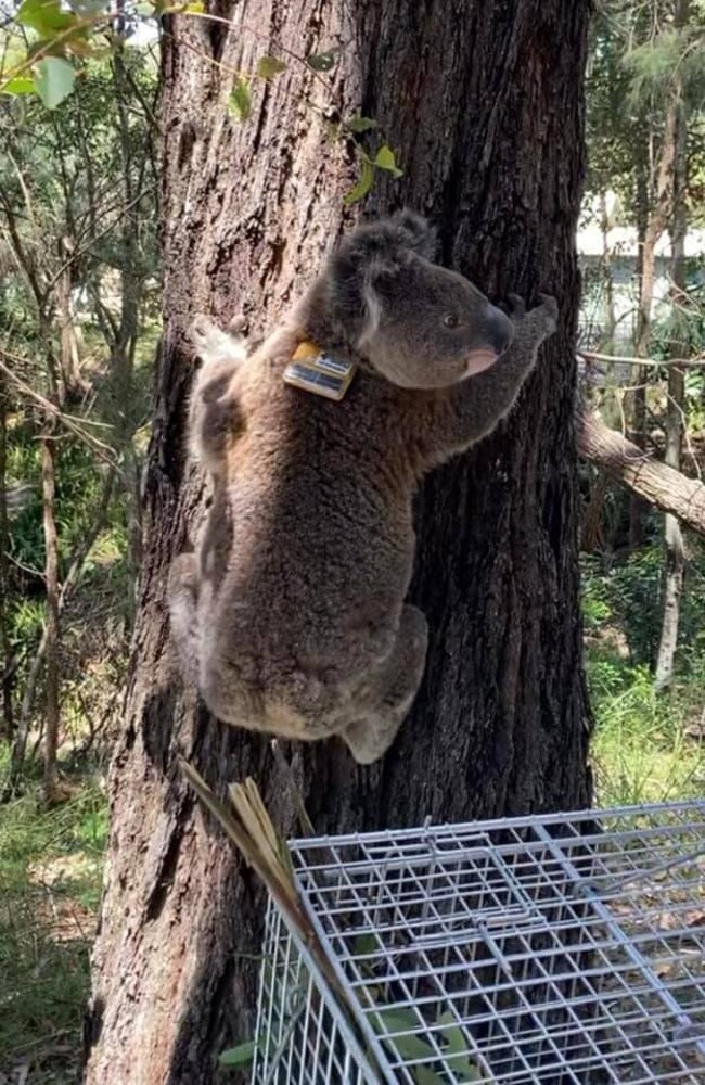 Scotty the koala, who died after being hit by a car in Elanora. Picture: Supplied.