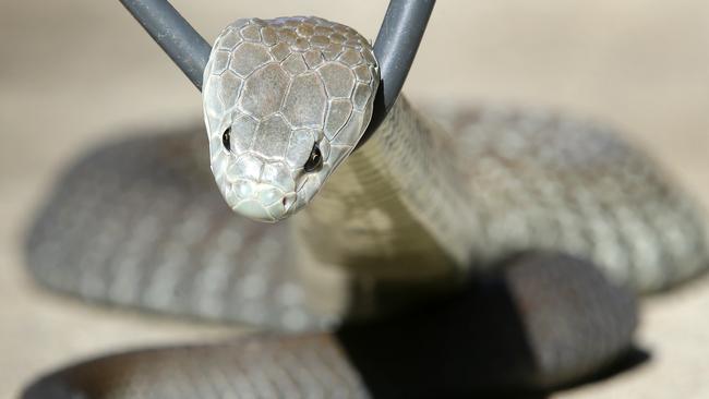 Archie the Jack Russell bit off and swallowed a baby tiger snake’s head ...