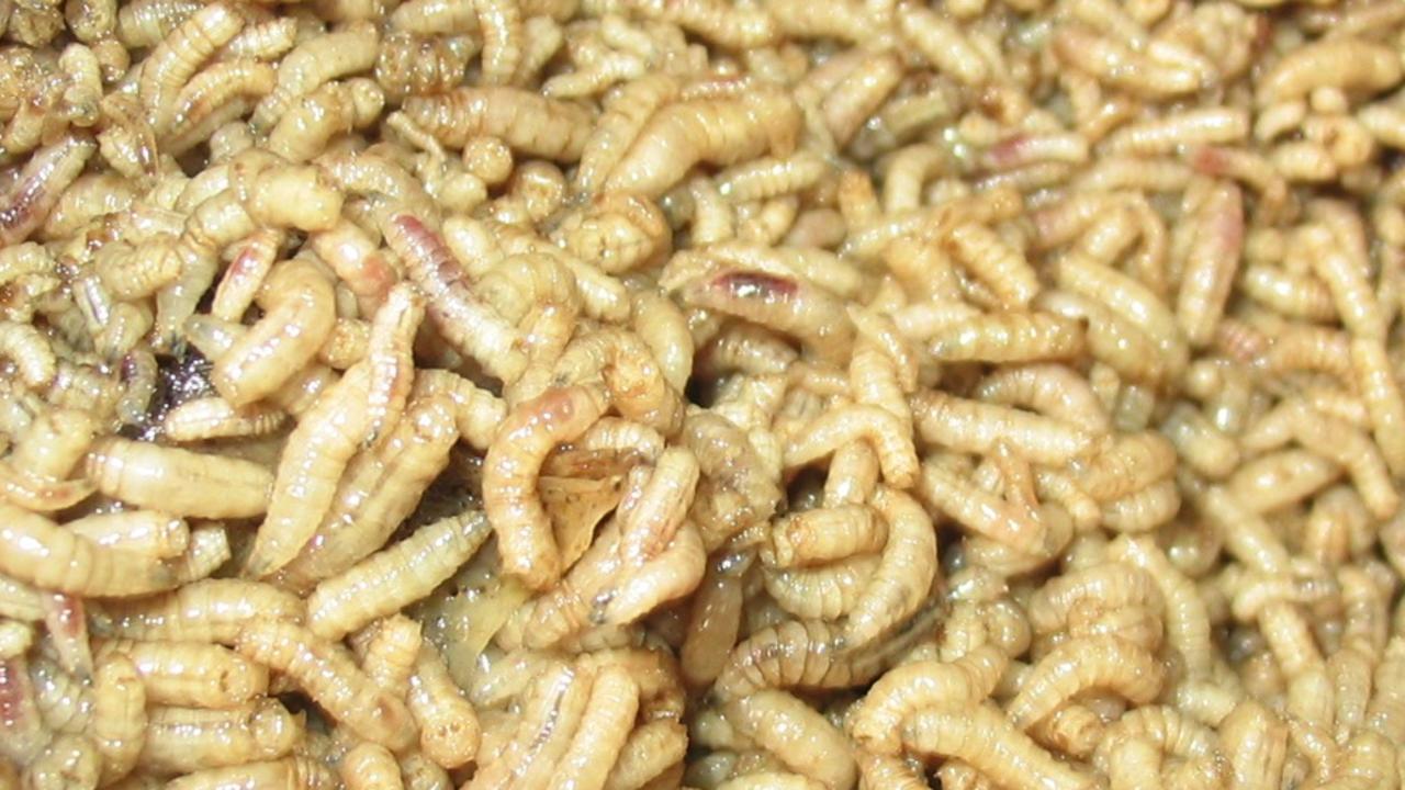 Live maggots found at food business