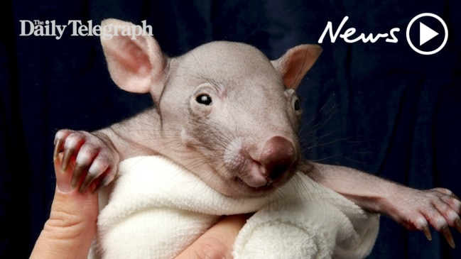 4-month-old bare-nosed wombat joey cuteness