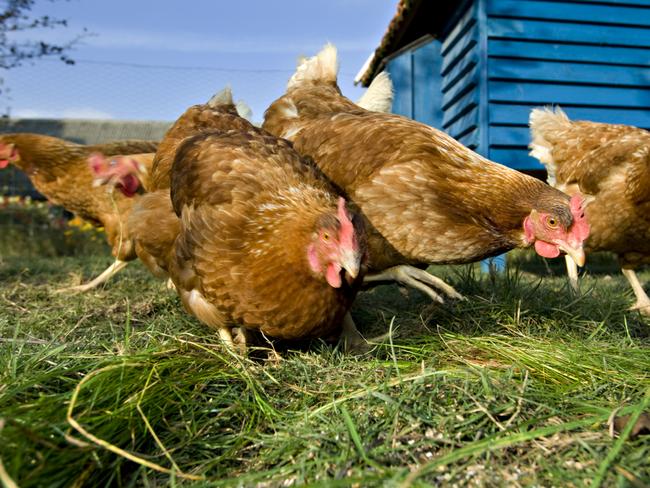 brown chickens, pecking, grass, garden, lawn, coop, istock.