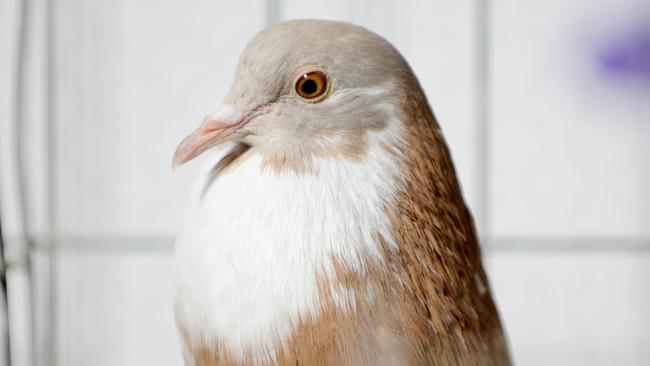 The National Pigeon Show will be held in Ipswich this weekend. Ipswich pigeon specialist club secretary John Wiseman. Photo by Stuart Quinn.