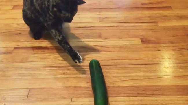 This cat really, really doesn't like cucumbers. Picture: Screengrab/Youtube