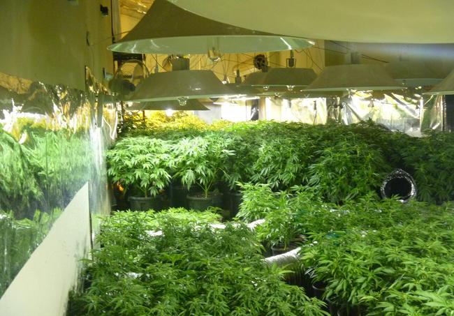 NSW Police’s South West Metro Region Enforcement Squad uncovered cannabis worth more than $1.8 million at Lansvale in July 2014.