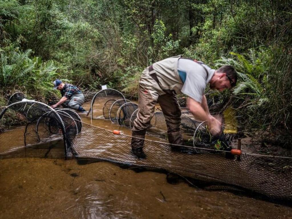 Ecologists were able to detect traces of DNA shed into the water from the mucus, urine, faeces, skin and saliva of a platypus. Picture: Doug Gimesy