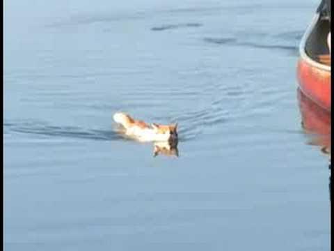 This Cat is a Better Swimmer Than You. Credit - FredGarbo1 via Storyful