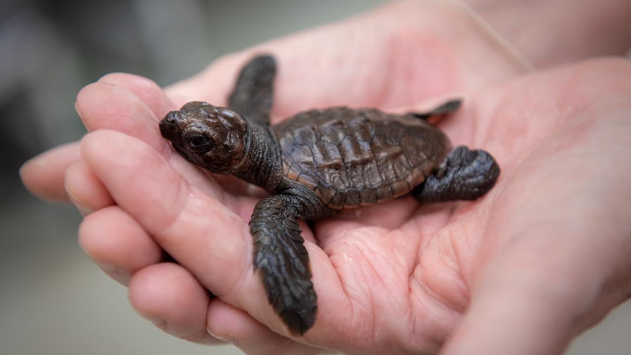 Sea turtles rescued by SEA LIFE Sunshine Coast and Australia Zoo ...