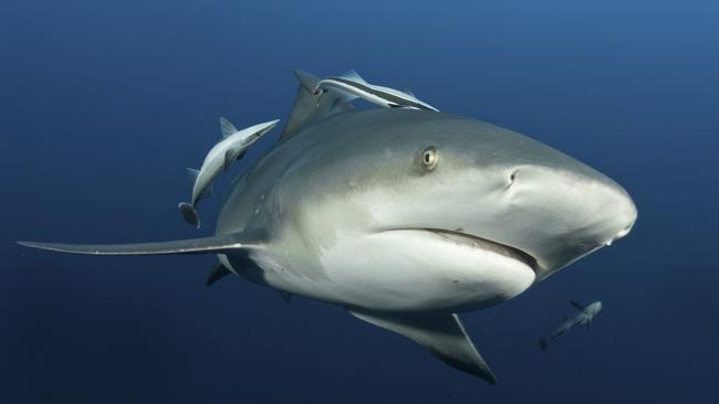 Photo of a bull shark