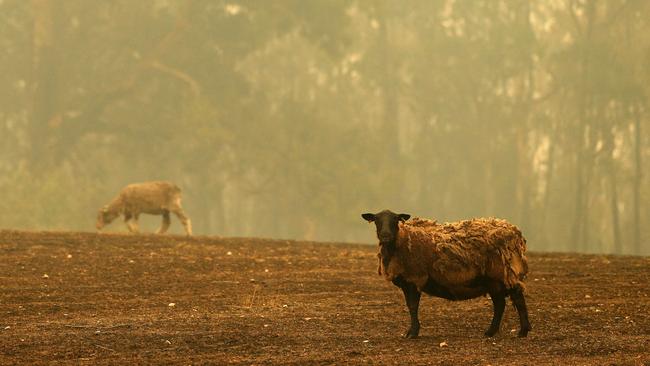 Heavy toll: Sheep in a burnt-out paddock at Clifton Creek in fire-ravaged East Gippsland. Some 1638 sheep are among 3946 livestock that have perished in the Victorian fires. Picture: Mark Stewart