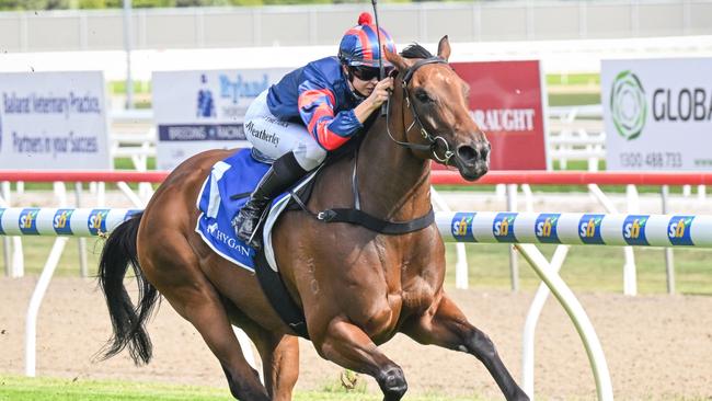 Cleo Cat will be out to remain unbeaten when she heads to The Valley on Friday night. Picture: Racing Photos via Getty Images