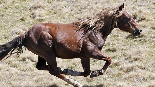 In the firing line: The NSW Government wants to cut brumby numbers in Kosciuszko National Park from 6000 to 600. <i>Picture: Stephen Cooper</i>