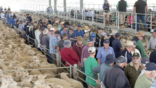 Some of the crowed at the Ballarat First Cross Ewe Sale Picture: Zoe Phillips